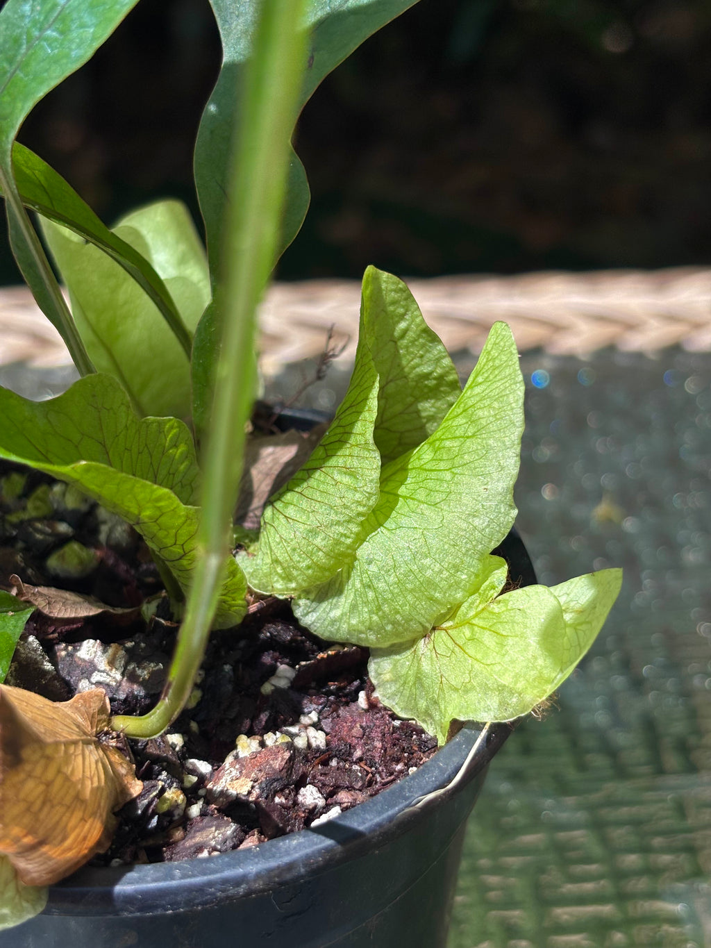 Drynaria bonii / Dwarf Basket Fern