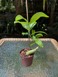 Hydnophytum moseleyanum 'Siasiada Village' / Ant Plant