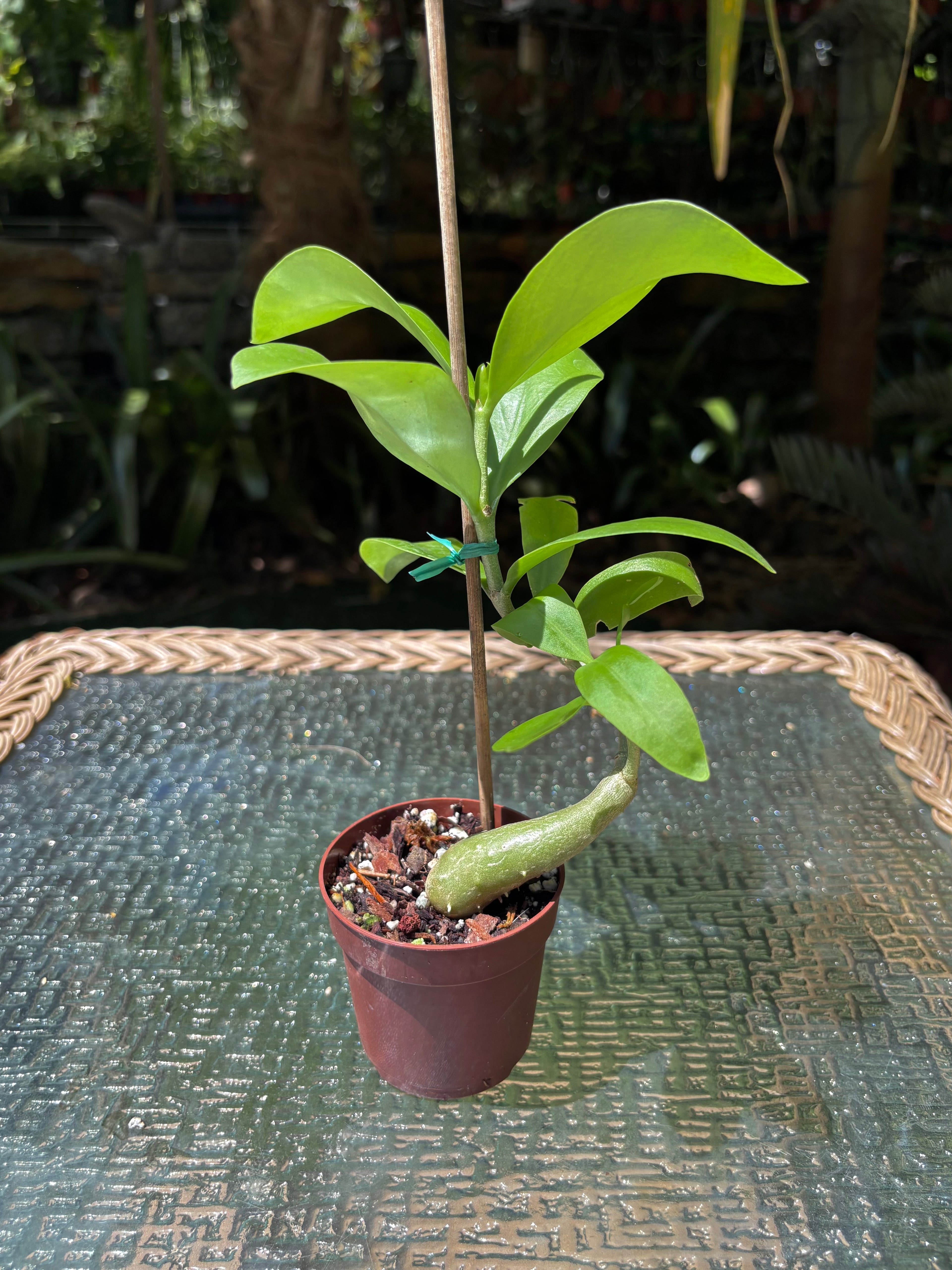 Hydnophytum moseleyanum 'Siasiada Village' / Ant Plant