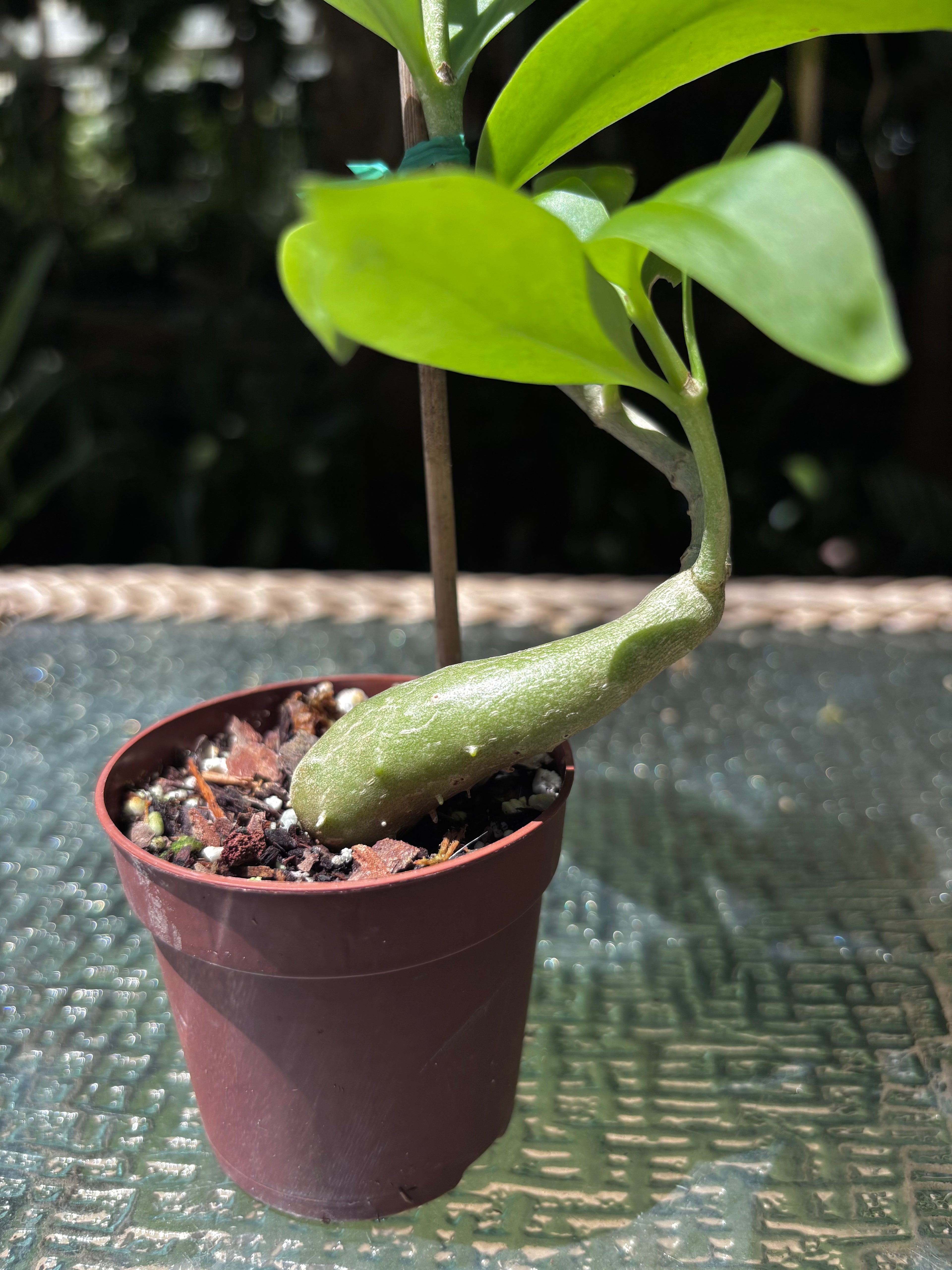 Hydnophytum moseleyanum 'Siasiada Village' / Ant Plant