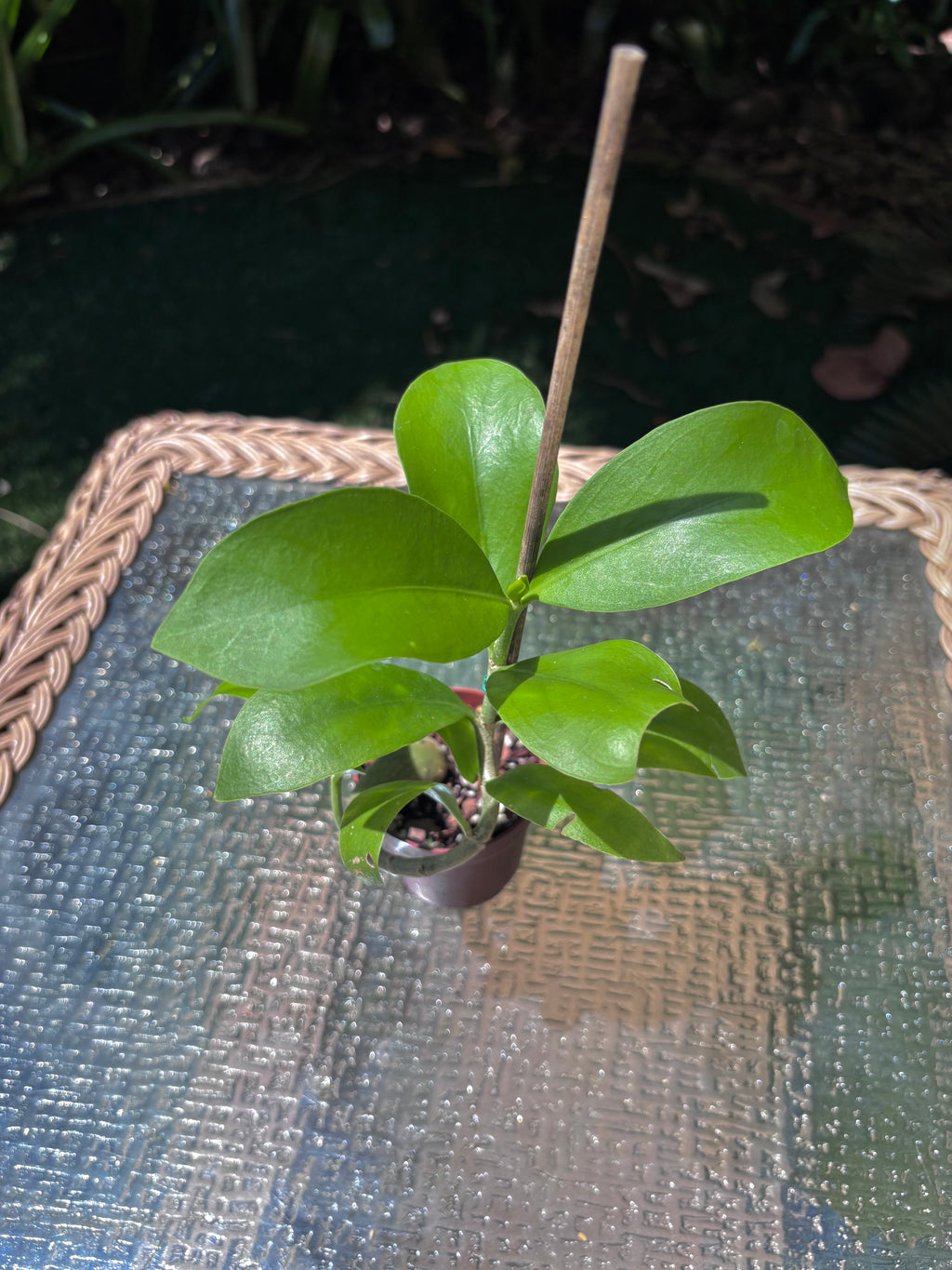 Hydnophytum moseleyanum 'Siasiada Village' / Ant Plant