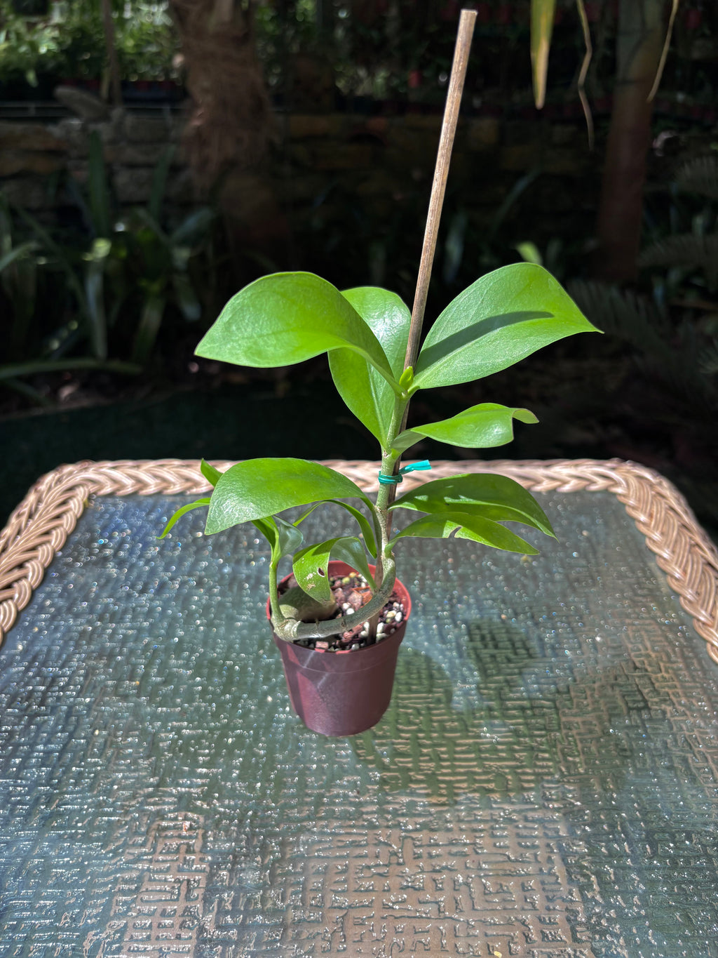 Hydnophytum moseleyanum 'Siasiada Village' / Ant Plant