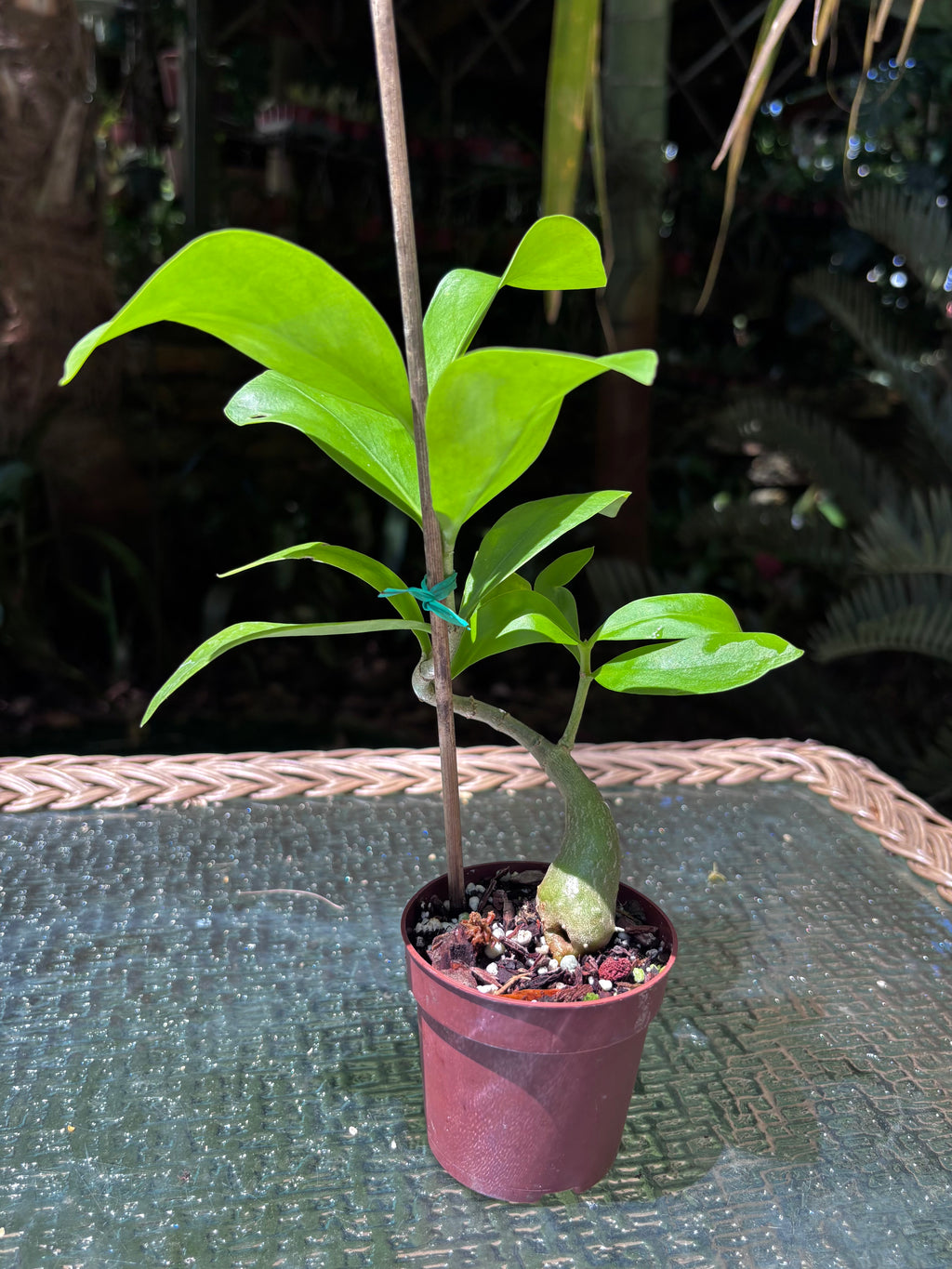 Hydnophytum moseleyanum 'Siasiada Village' / Ant Plant