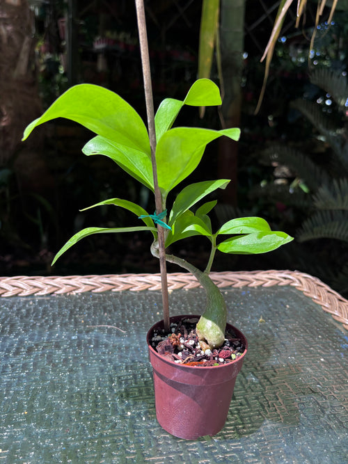 Hydnophytum moseleyanum 'Siasiada Village' / Ant Plant