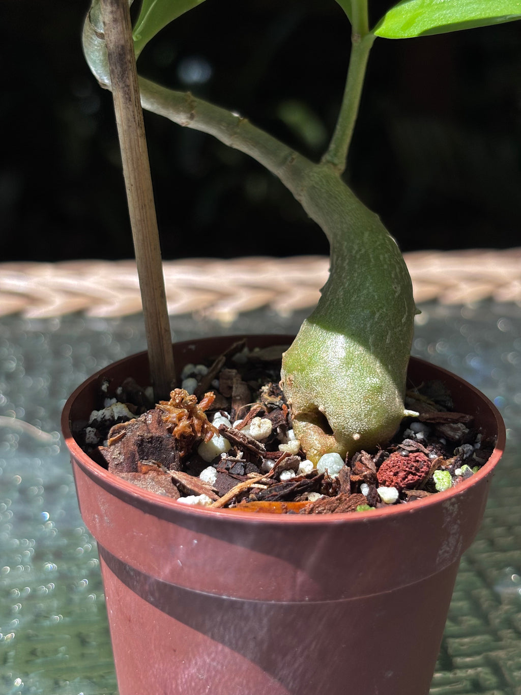 Hydnophytum moseleyanum 'Siasiada Village' / Ant Plant
