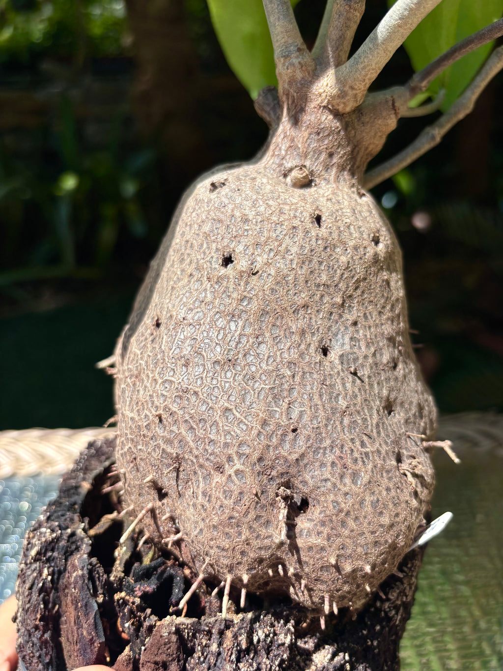 Hydnophytum moseleyanum 'Siasiada Village' / Ant Plant
