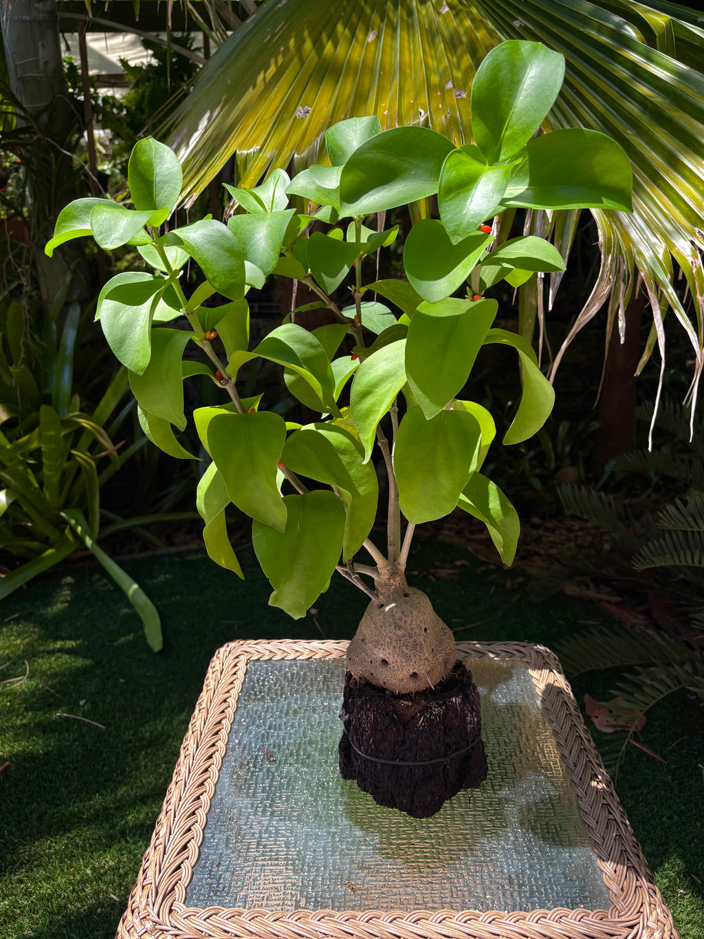 Hydnophytum moseleyanum 'Siasiada Village' / Ant Plant