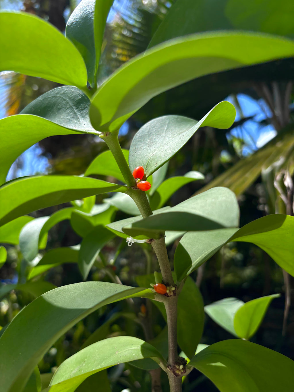 Hydnophytum moseleyanum 'Siasiada Village' / Ant Plant