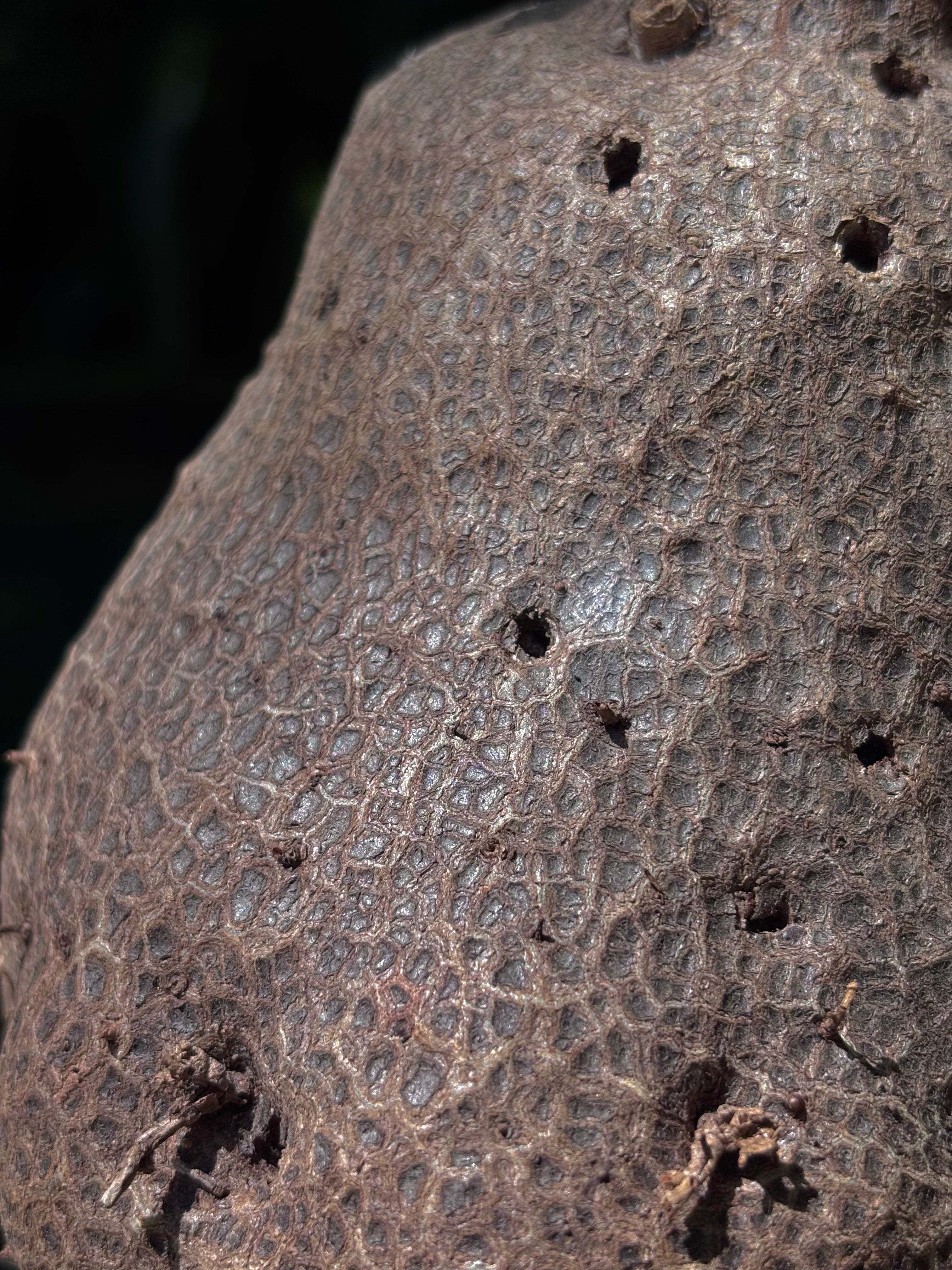 Hydnophytum moseleyanum 'Siasiada Village' / Ant Plant