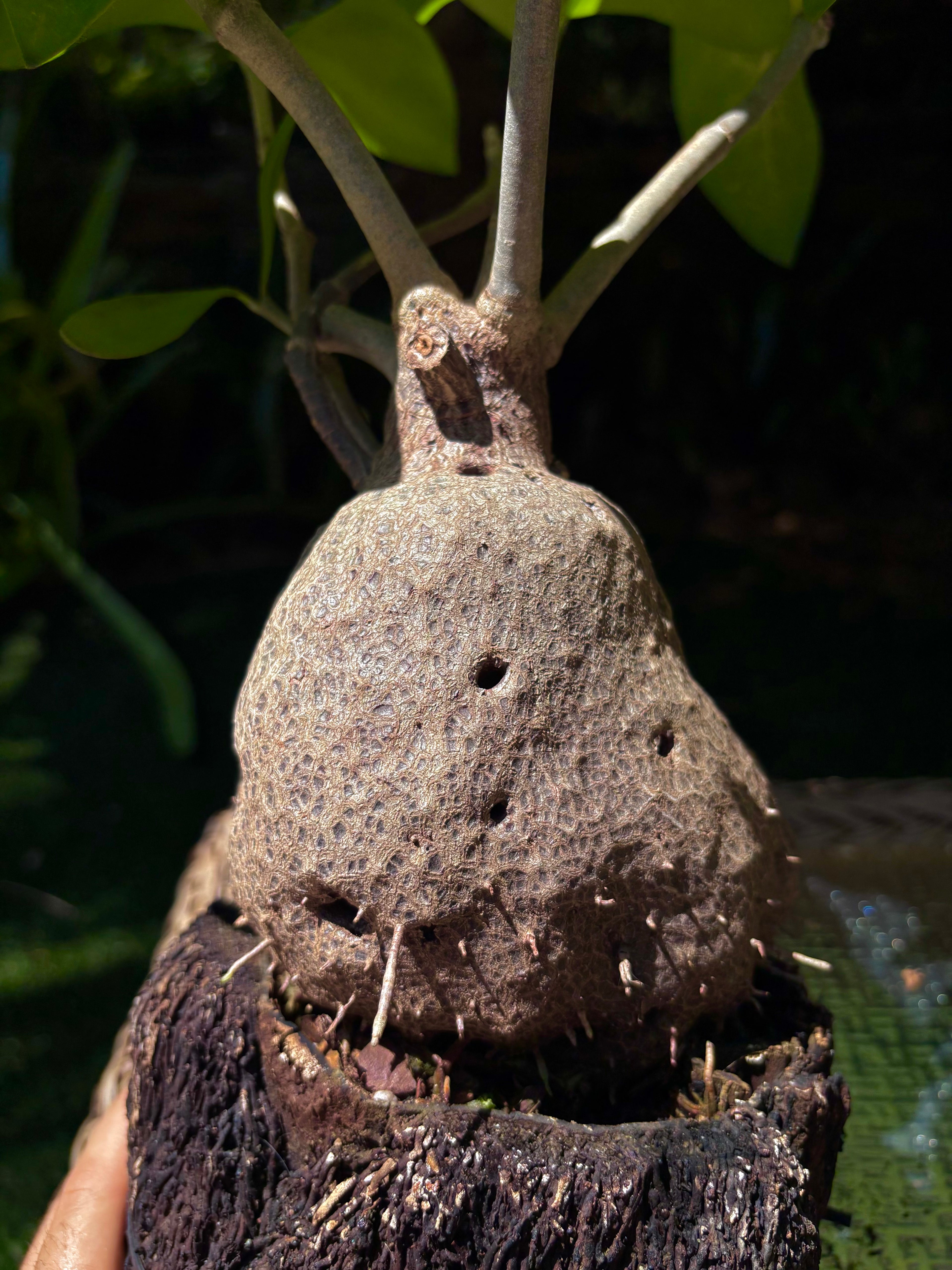 Hydnophytum moseleyanum 'Siasiada Village' / Ant Plant